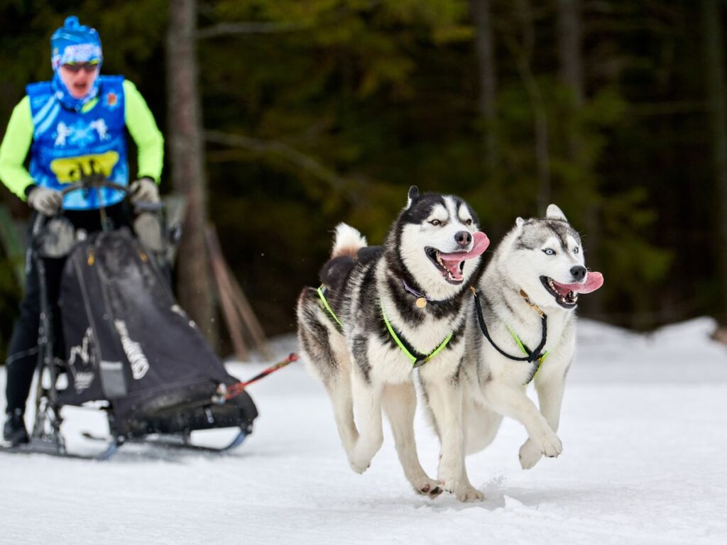 srt-lebron toronto huskies